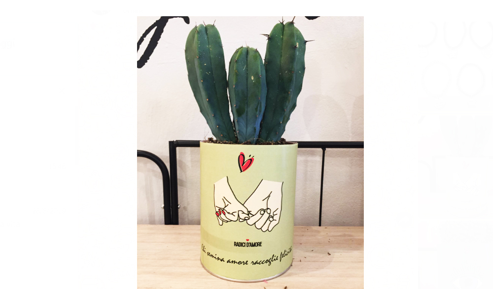 cactus in barattolo con messaggio